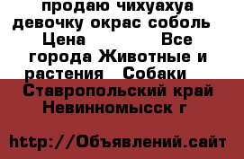 продаю чихуахуа девочку,окрас соболь › Цена ­ 25 000 - Все города Животные и растения » Собаки   . Ставропольский край,Невинномысск г.